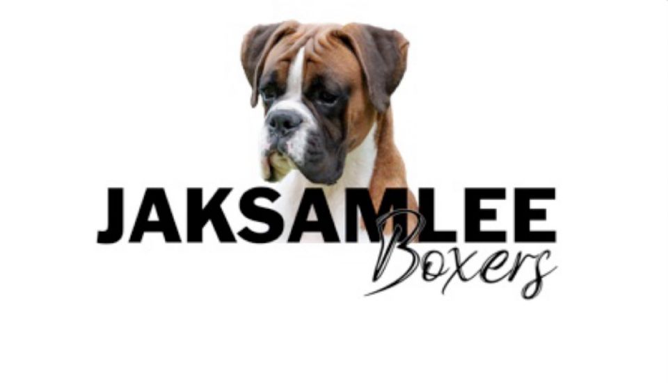 Jaksamlee Boxers